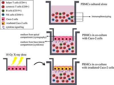 Immunophenotyping Reveals No Significant Perturbation to PBMC Subsets When Co-cultured With Colorectal Adenocarcinoma Caco-2 Cells Exposed to X-Rays